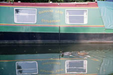 Reflections and ducks on the river Wey in Surrey